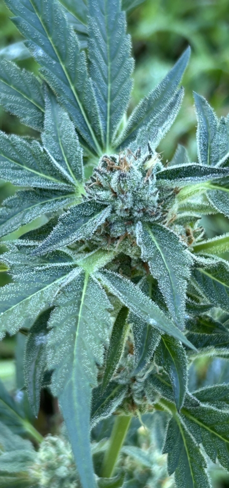 Larry's Sour Peaches mmj seeds