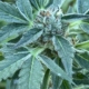 Larry's Sour Peaches mmj seeds