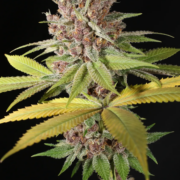 Blue Pupil cannabis seeds