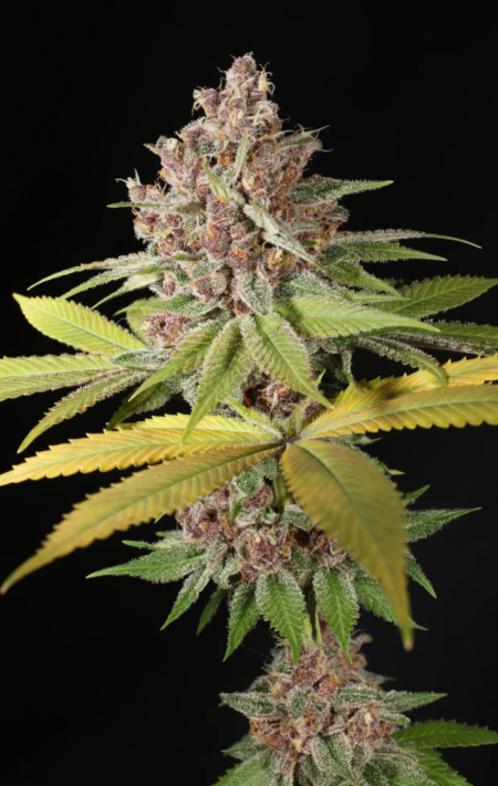 Blue Pupil cannabis seeds