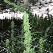 Gas Pak cannabis seeds