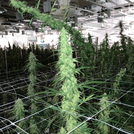 Gas Pak cannabis seeds