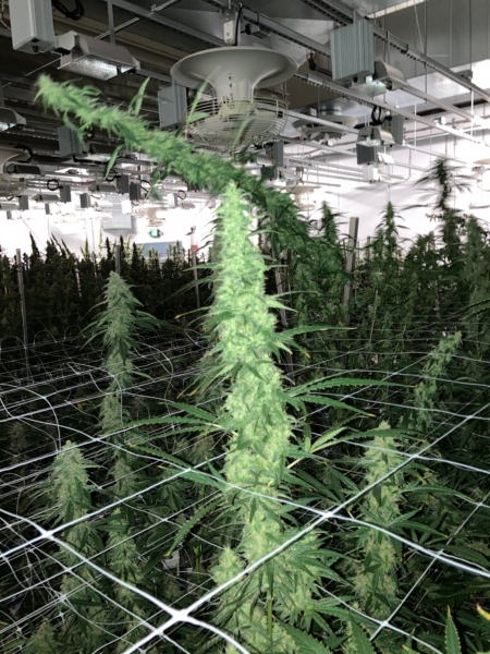 Gas Pak cannabis seeds