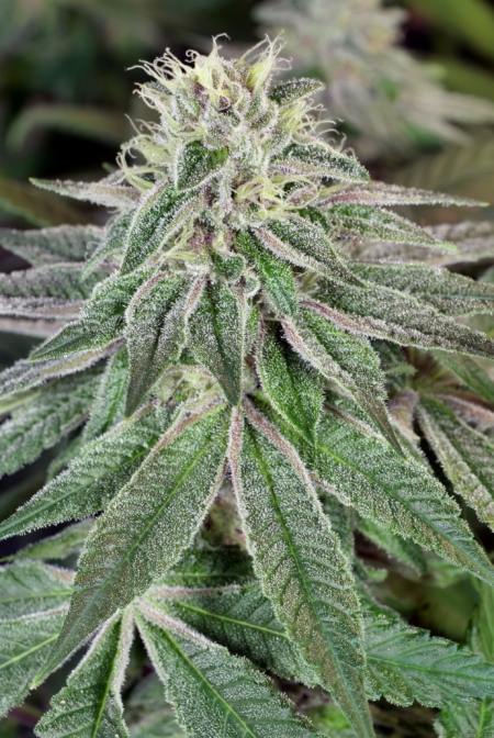 Goji OG S1 mmj strain