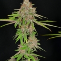 Goji OG S1 cannabis seeds