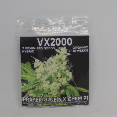 VX 2000 cannabis seeds