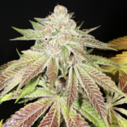 Pupil Kush mmj strain