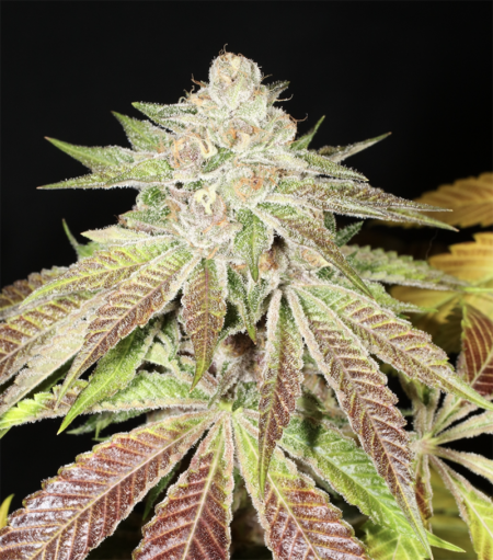 Pupil Kush mmj strain