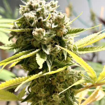 Sour Prayer cannabis seeds