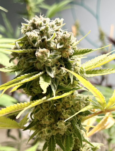 Sour Prayer cannabis seeds