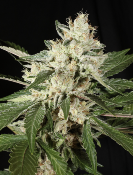 Third Pupil cannabis seeds