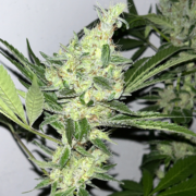 Triangle Laos cannabis strain