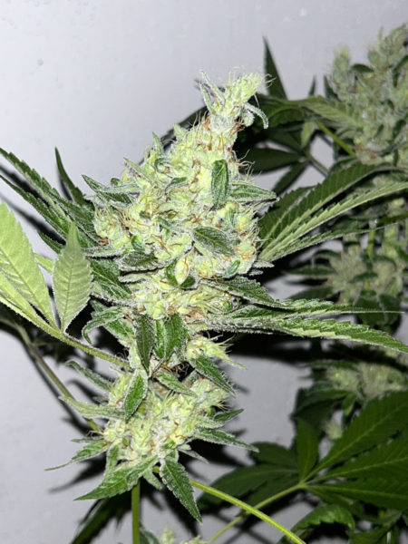 Triangle Laos cannabis strain