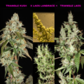 Triangle Loas cannabis seeds