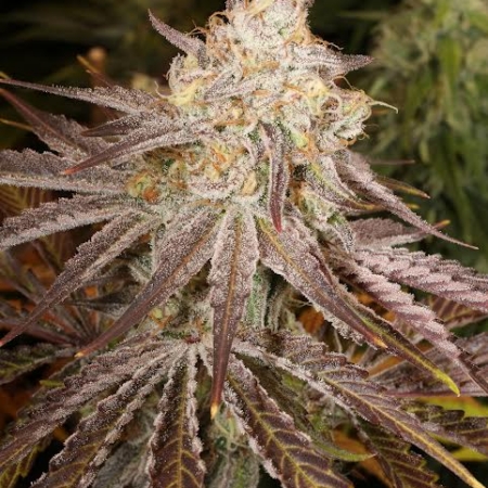 White Cuntz marijuana strain