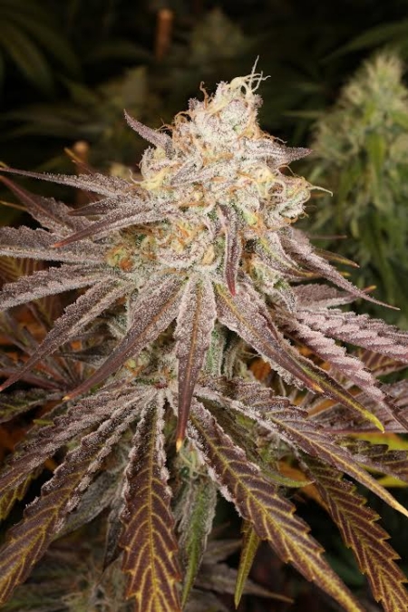 White Cuntz marijuana strain