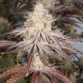 White Cuntz cannabis seeds