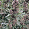 Kernel Swabi Mass Medical Strains