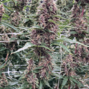 Kernel Swabi Mass Medical Strains