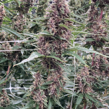 Kernel Swabi Mass Medical Strains