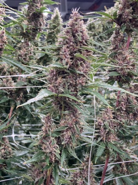 Kernel Swabi Mass Medical Strains