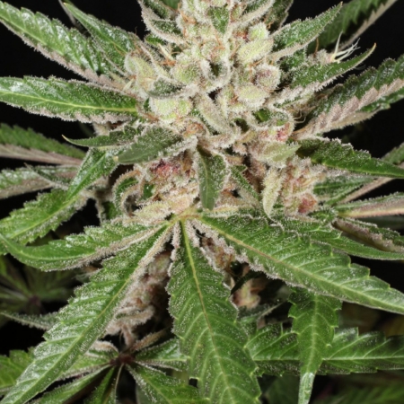 Lemon Pupil cannabis strain