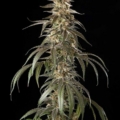 Old Smuggler mmj strain