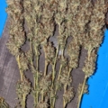 Old Smuggler cannabis buds dried