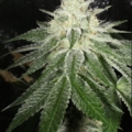 Pupil Kush cannabis seeds