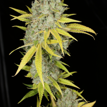 Sour Kernel mmj strain