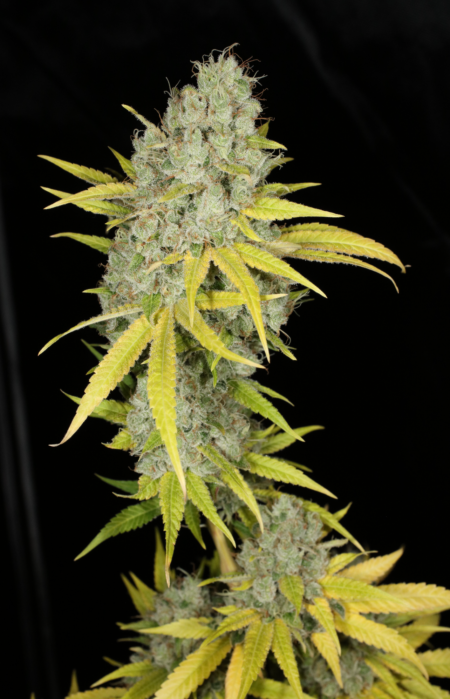 Sour Kernel mmj strain
