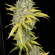 Sour Kernel mmj strain