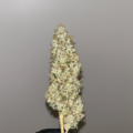 Sour Kernel cannabis strains