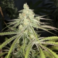 Super Platinum Laos cannabis strain