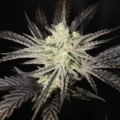 Super Platinum Laos cannabis seeds