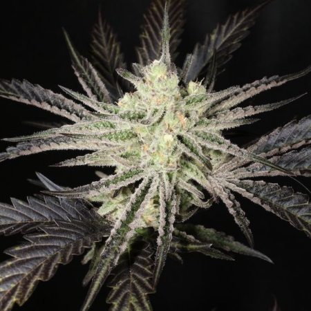 Super Platinum Laos cannabis seeds