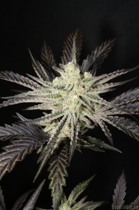 Super Platinum Laos cannabis seeds