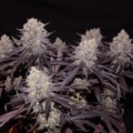 Aladdin Kush mmj seeds