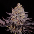 Aladdin Kush marijuana strain
