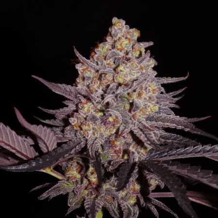 Aladdin Kush marijuana strain