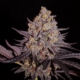 Aladdin Kush marijuana strain