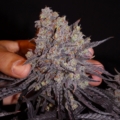 Aladdin Kush cannabis seeds