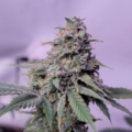 Green Crack cannabis bud