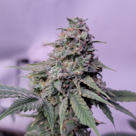 Green Crack cannabis bud