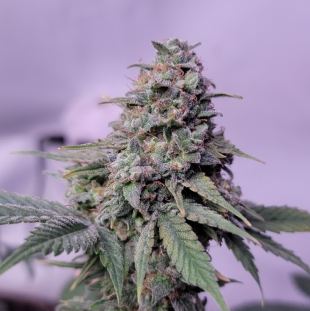 Green Crack cannabis bud