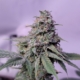 Green Crack cannabis bud