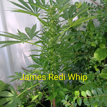 James Redi Whip cannabis seeds