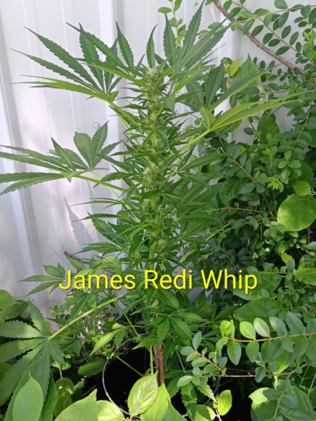 James Redi Whip cannabis seeds