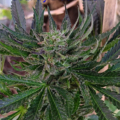 Country Blue Peach cannabis seeds