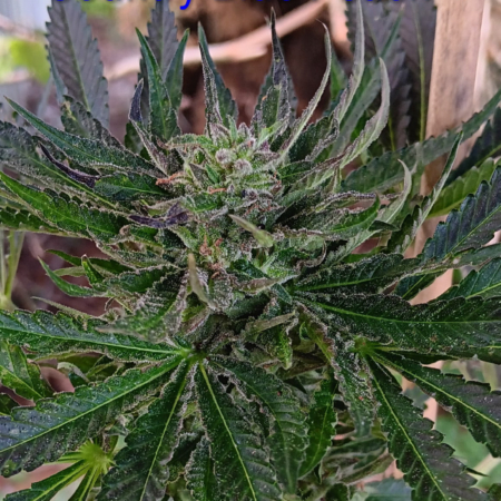 Country Blue Peach cannabis seeds
